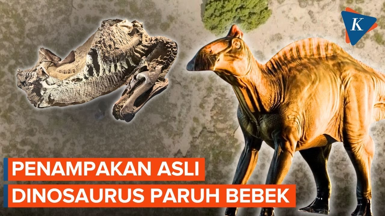 Youtube Thumnail image of : Terungkap! Wujud Asli Dinosaurus Paruh Bebek