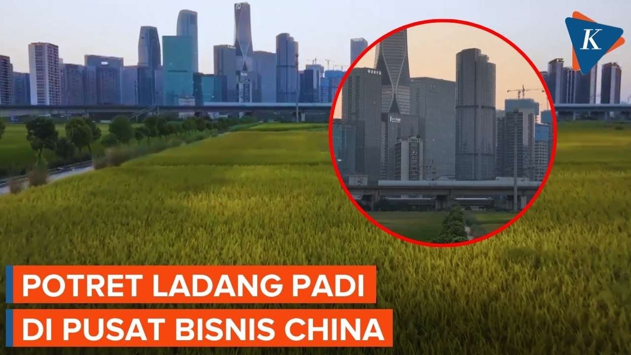 Youtube Thumnail image of : Ladang Hijau di Pusat Bisnis China, Hamparan Padi dengan Latar Belakang Gedung Pencakar Langit