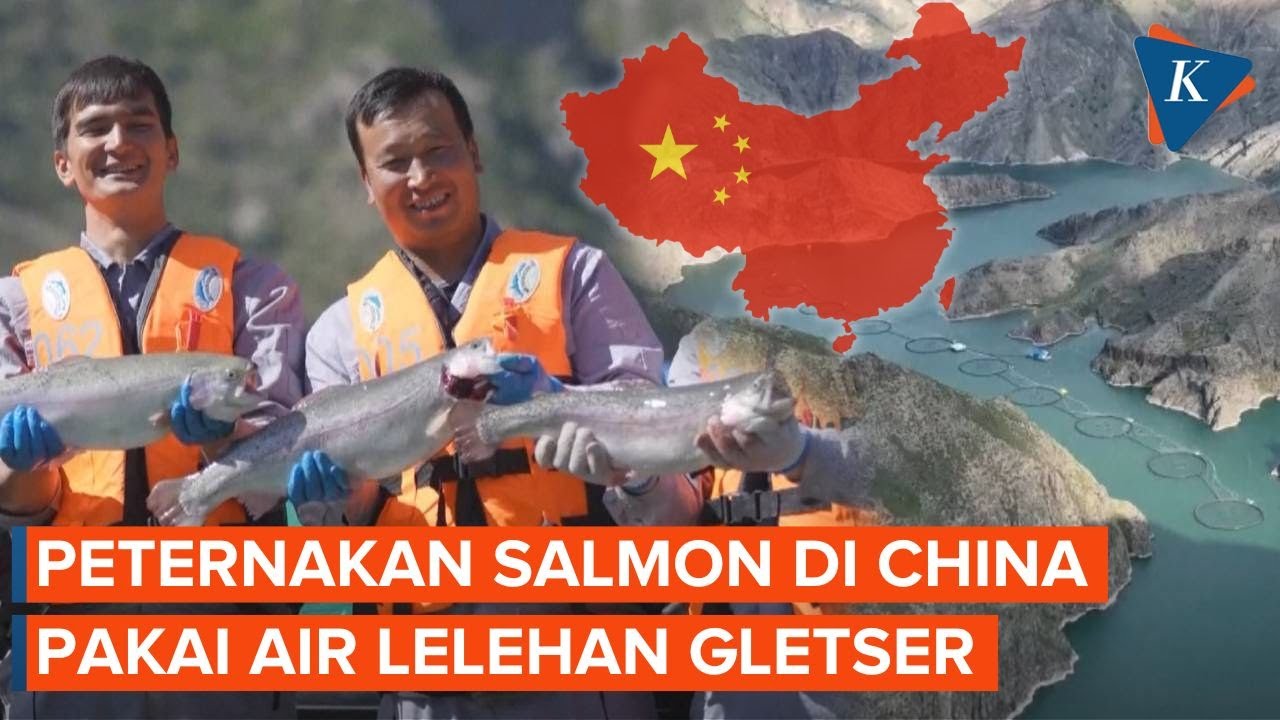 Youtube Thumnail image of : Jauh dari Laut, China Budidaya Salmon Pakai Air Es Seluas Danau di Negeri Gurun Xinjiang