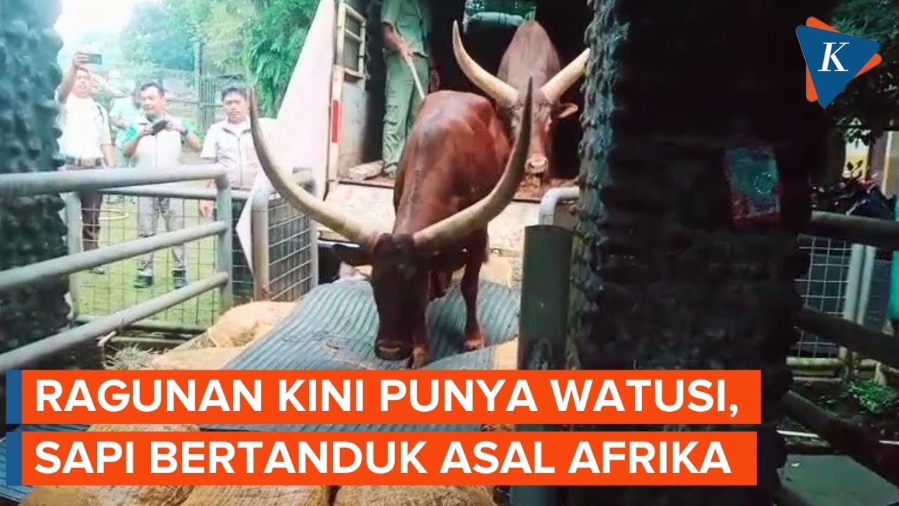 Youtube Thumnail image of : Penampakan Sapi Afrika “Watusi”, Penghuni Baru di Ragunan