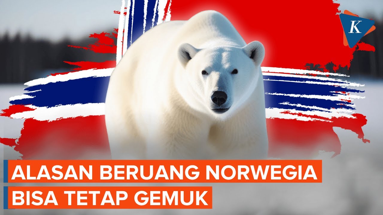Youtube Thumnail image of : Beruang Kutub di Norwegia Tetap Gemuk di Tengah Krisis Iklim, Kok Bisa?